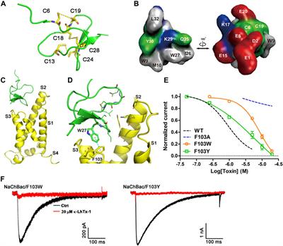 Molecular mechanism of the spider toxin κ-LhTx-I acting on the bacterial voltage-gated sodium channel NaChBac